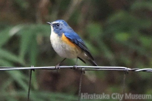 ルリビタキ♂20201203厚木（撮影　鈴木真由美）