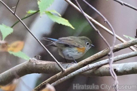 ルリビタキ若鳥♂20201215伊勢原（撮影　鈴木真由美）