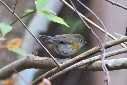 ルリビタキ若鳥♂20201215伊勢原（撮影　鈴木真由美）