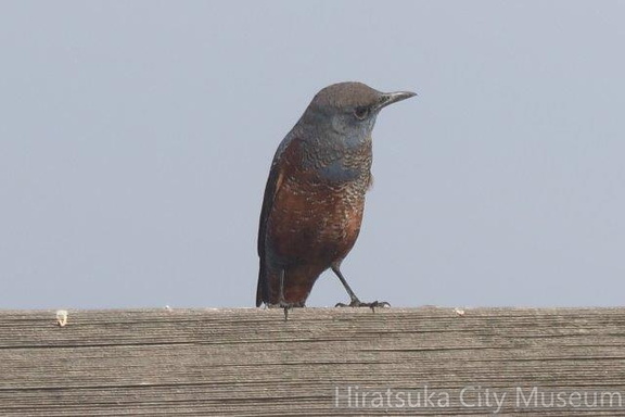 イソヒヨドリ若鳥♂20201126大磯（撮影　鈴木真由美）