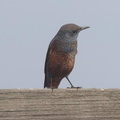 イソヒヨドリ若鳥♂20201126大磯（撮影　鈴木真由美）