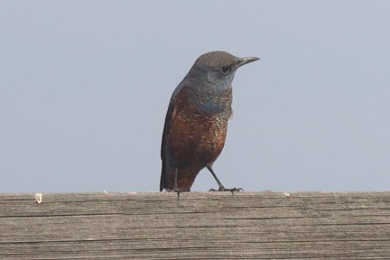 イソヒヨドリ若鳥♂20201126大磯（撮影　鈴木真由美）