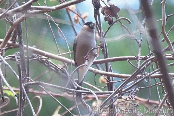 ウソ♀20201215伊勢原（撮影　鈴木真由美）