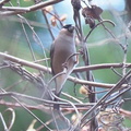 ウソ♀20201215伊勢原（撮影　鈴木真由美）