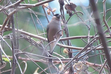 ウソ♀20201215伊勢原（撮影　鈴木真由美）