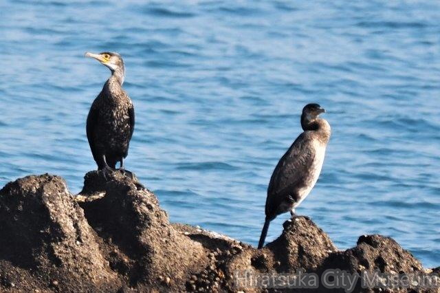 ウミウ20201126大磯（撮影　鈴木真由美）.jpg