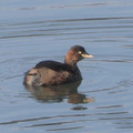 カイツブリ20201126平塚（撮影　鈴木真由美）