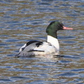 カワアイサ♂20201216小田原（撮影　鈴木真由美）
