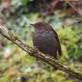 カヤクグリ20201127清川（撮影　鈴木真由美）