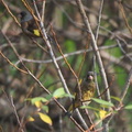 カワラヒワ20201126平塚（撮影　鈴木真由美）