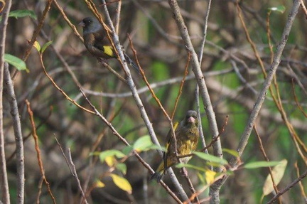 カワラヒワ20201126平塚（撮影　鈴木真由美）