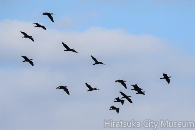 カワウ20201123平塚（撮影　鈴木真由美）.jpg