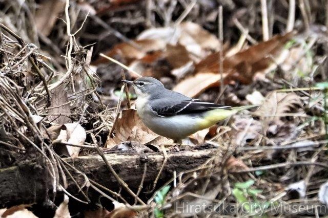 キセキレイ20201203厚木（撮影　鈴木真由美）.jpg