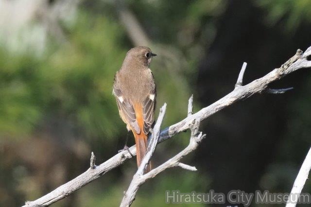 ジョウビタキ♀20201126大磯（撮影　鈴木真由美）.jpg