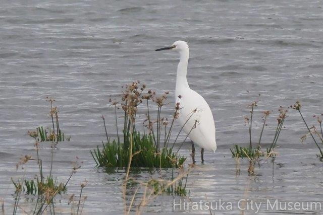 コサギ20201123平塚（撮影　鈴木真由美）.jpg