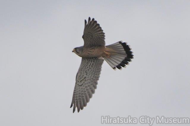 チョウゲンボウ♂20201123平塚（撮影　鈴木真由美）.jpg