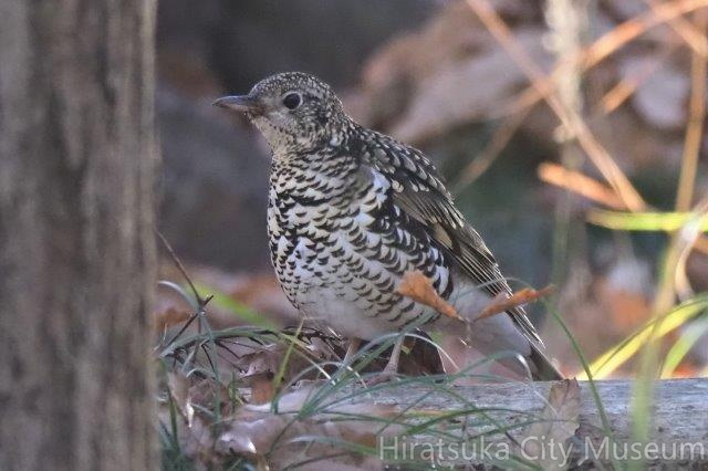 トラツグミ20201217秦野（撮影　鈴木真由美）.jpg