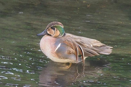 トモエガモ♂20201210寒川（撮影　鈴木真由美）