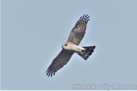 ハイタカ♀20201211平塚（撮影　鈴木真由美）