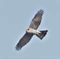 ハイタカ♀20201211平塚（撮影　鈴木真由美）
