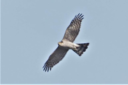 ハイタカ♀20201211平塚（撮影　鈴木真由美）