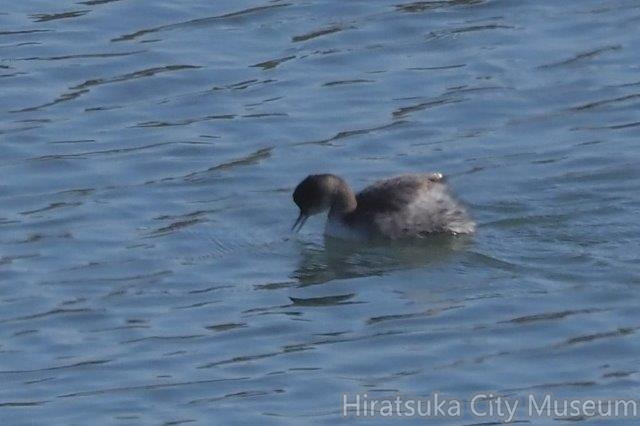 ハジロカイツブリ20201207平塚（撮影　鈴木真由美）.jpg