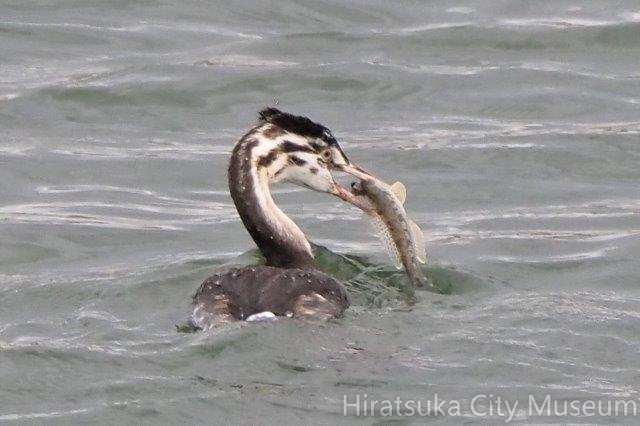 マハゼを捕ったカンムリカイツブリ幼鳥20201123平塚（撮影　鈴木真由美）.jpg