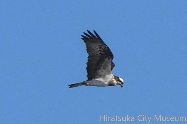 ミサゴ20201207平塚（撮影　鈴木真由美）.jpg