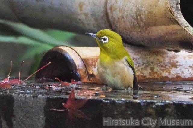 メジロ20201204平塚（撮影　鈴木真由美）.jpg