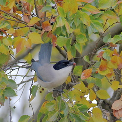 平塚と大磯の鳥（撮影　岡根武彦）
