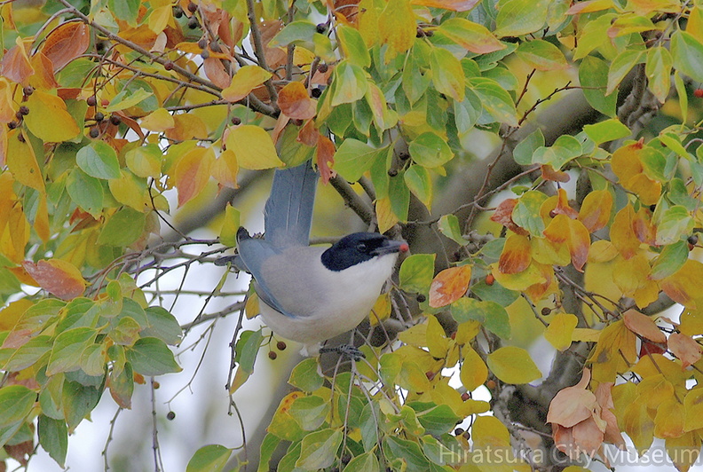 オナガ20201203平塚（撮影　岡根武彦）.jpg