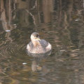 カイツブリ20201212平塚（撮影　岡根武彦）