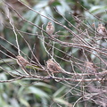 カシラダカ20201203平塚（撮影　岡根武彦）