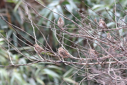 カシラダカ20201203平塚（撮影　岡根武彦）