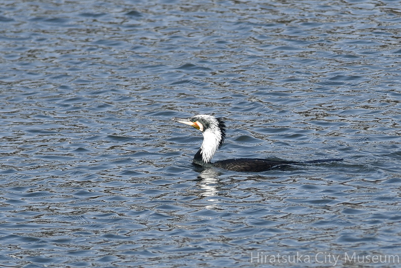 カワウ20201214照ヶ崎（撮影　岡根武彦）.jpg