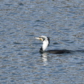 カワウ20201214照ヶ崎（撮影　岡根武彦）
