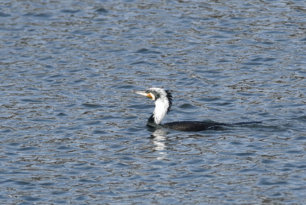 カワウ20201214照ヶ崎（撮影　岡根武彦）