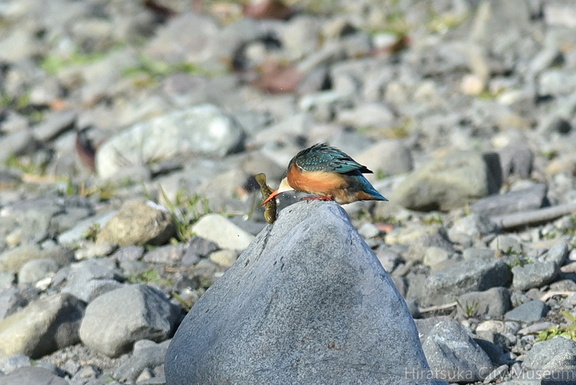 カワセミ♀20201222平塚（撮影　岡根武彦）