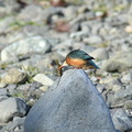 カワセミ♀20201222平塚（撮影　岡根武彦）