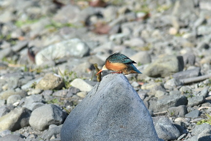 カワセミ♀20201222平塚（撮影　岡根武彦）