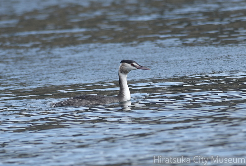 カンムリカイツブリ20201214照ヶ崎（撮影　岡根武彦）.jpg