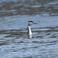 カンムリカイツブリ20201214照ヶ崎（撮影　岡根武彦）
