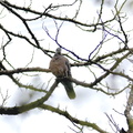 キジバト20201202平塚（撮影　岡根武彦）