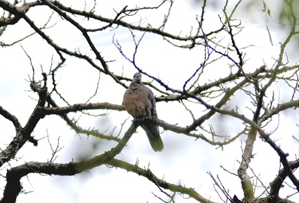 キジバト20201202平塚（撮影　岡根武彦）