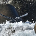 クロサギ20201208照ヶ崎（撮影　岡根武彦）