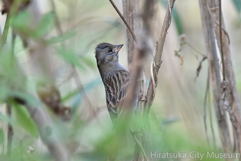 クロジ♂若鳥20201203平塚（撮影　岡根武彦）.jpg