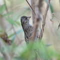 クロジ♂若鳥20201203平塚（撮影　岡根武彦）