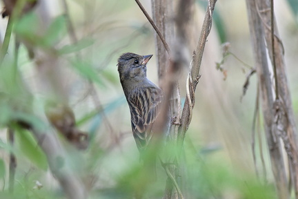 クロジ♂若鳥20201203平塚（撮影　岡根武彦）