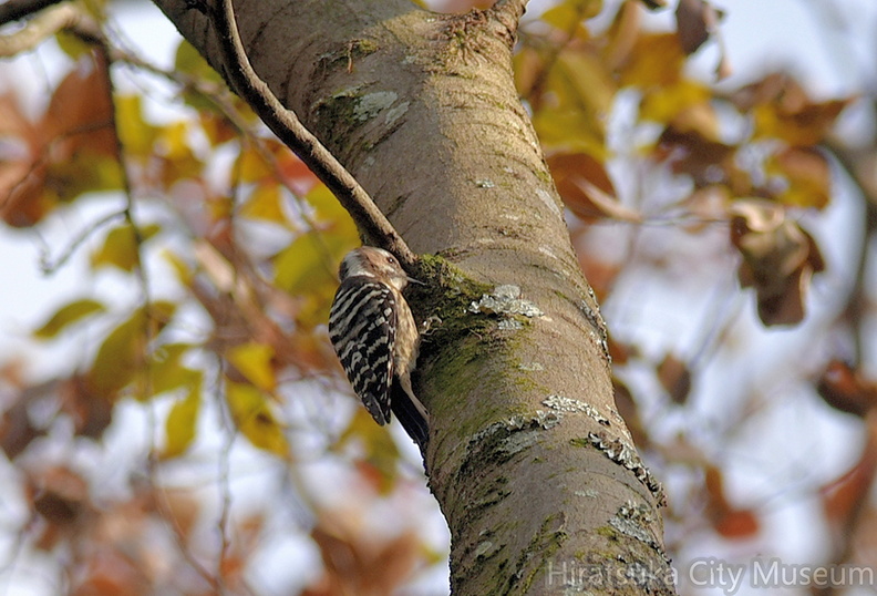 コゲラ20201211平塚（撮影　岡根武彦）.jpg