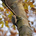コゲラ20201211平塚（撮影　岡根武彦）